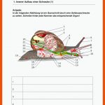 Pin Auf Biologie Sekundarstufe Unterrichtsmaterialien Fuer ordnung Säugetiere Arbeitsblatt