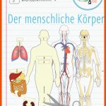 Pin Auf Biologie Sekundarstufe Unterrichtsmaterialien Fuer organe Des Menschen Arbeitsblatt