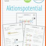 Pin Auf Biologie Sekundarstufe Unterrichtsmaterialien Fuer Ruhepotential Arbeitsblatt