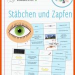 Pin Auf Biologie Sekundarstufe Unterrichtsmaterialien Fuer Stäbchen Und Zapfen Arbeitsblatt