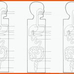 Pin Auf Biologie Sekundarstufe Unterrichtsmaterialien Fuer Verdauungsorgane Arbeitsblatt