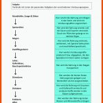 Pin Auf Biologie Sekundarstufe Unterrichtsmaterialien Fuer Verdauungsorgane Arbeitsblatt