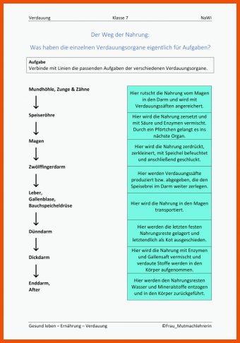 14 Verdauungsorgane Arbeitsblatt