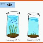 Pin Auf Biologie Sekundarstufe Unterrichtsmaterialien Fuer Versuche Zur Fotosynthese Arbeitsblatt