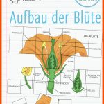 Pin Auf Biologie Sekundarstufe Unterrichtsmaterialien Fuer Von Der Blüte Zur Frucht Arbeitsblatt