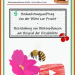 Pin Auf Biologie Sekundarstufe Unterrichtsmaterialien Fuer Von Der Blüte Zur Frucht Arbeitsblatt Lösungen