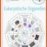 Pin Auf Biologie Sekundarstufe Unterrichtsmaterialien Fuer Zellorganellen Arbeitsblatt