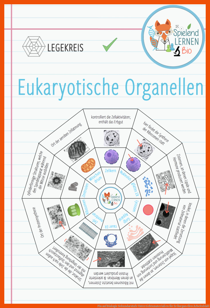 Pin auf Biologie Sekundarstufe Unterrichtsmaterialien für zellorganellen arbeitsblatt