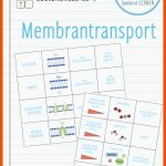 Pin Auf Biologie Sekundarstufe Unterrichtsmaterialien Fuer Zelluläre Transportvorgänge Im überblick Arbeitsblatt
