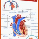 Pin Auf Biologie Spielend.lernen Fuer Aufbau Des Herzens Arbeitsblatt
