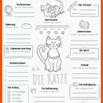 Pin Auf Deutschunterricht Fuer Arbeitsblatt Katze