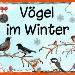 Pin Auf Hiver Fuer Vögel Im Winter Arbeitsblätter Kindergarten