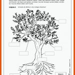 Pin Auf Material Schule Fuer Sachunterricht Klasse 2 Bäume Arbeitsblätter Kostenlos