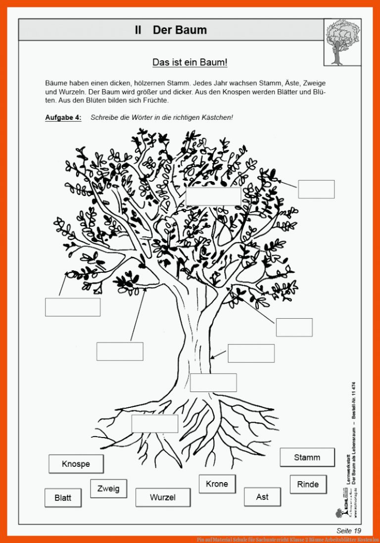 Pin auf Material Schule für sachunterricht klasse 2 bäume arbeitsblätter kostenlos