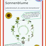 Pin Auf Natur Und Sachbegegnung Fuer sonnenblume Arbeitsblatt Kindergarten