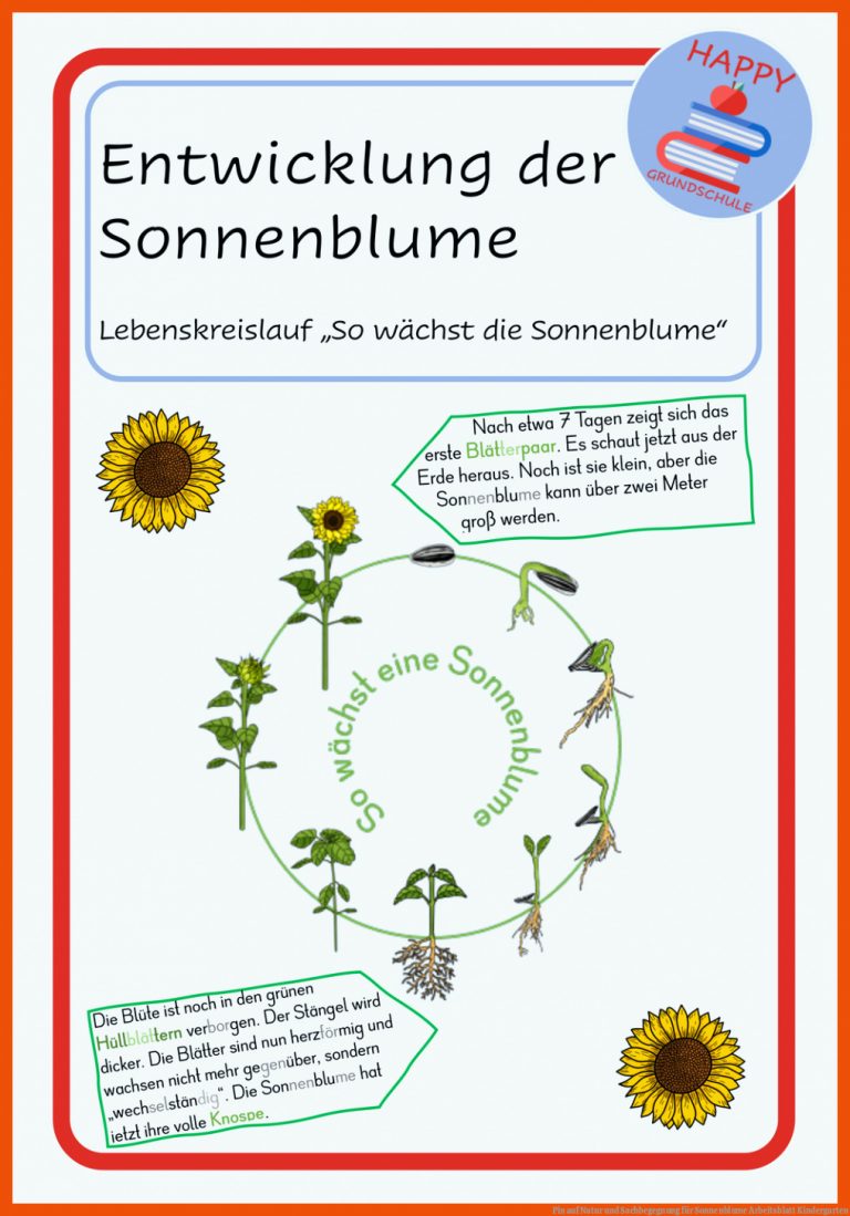 Pin auf Natur und Sachbegegnung für sonnenblume arbeitsblatt kindergarten