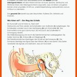 Pin Auf Naturwissenschaften Unterrichtsmaterialen Fuer Aufbau Des Ohres Arbeitsblatt