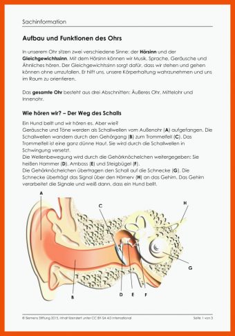 14 Hörvorgang Arbeitsblatt