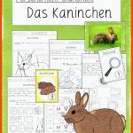 Pin Auf Ostern Fuer Feldhase Und Wildkaninchen Arbeitsblatt