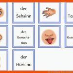 Pin Auf Sachkunde Fuer Arbeitsblätter 5 Sinne Kindergarten