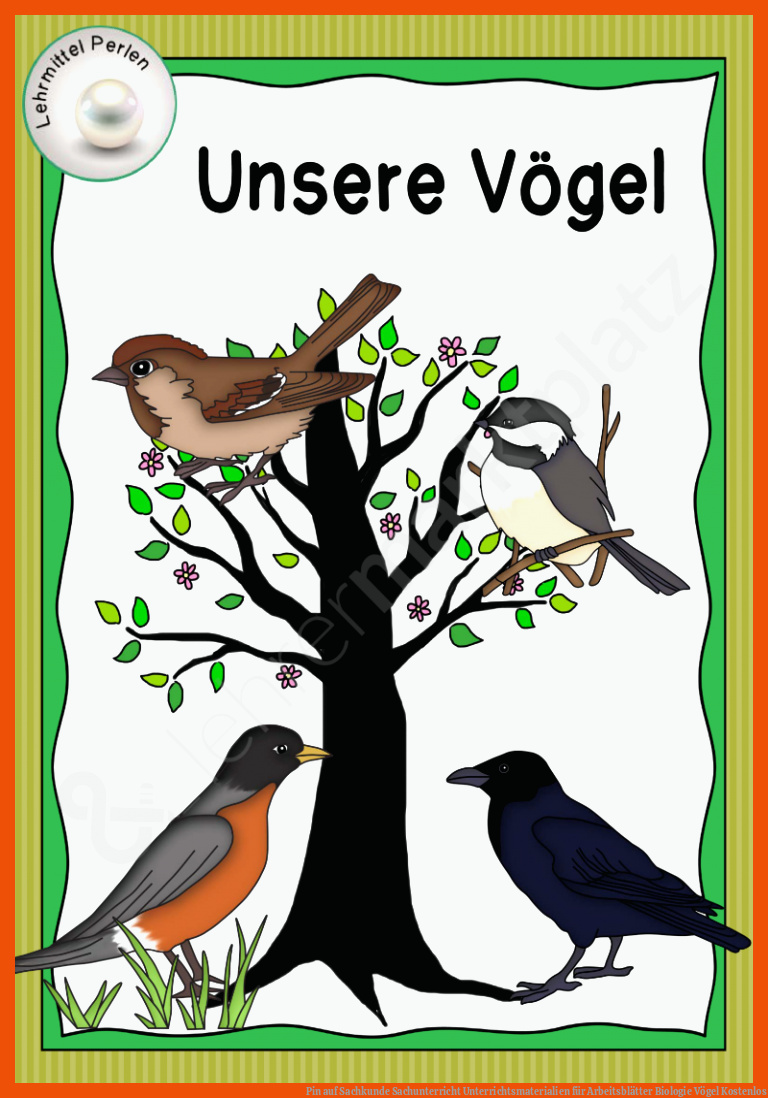 Pin auf Sachkunde Sachunterricht Unterrichtsmaterialien für arbeitsblätter biologie vögel kostenlos