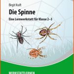 Pin Auf Sachunterricht Fuer Arbeitsblatt Spinne Kindergarten