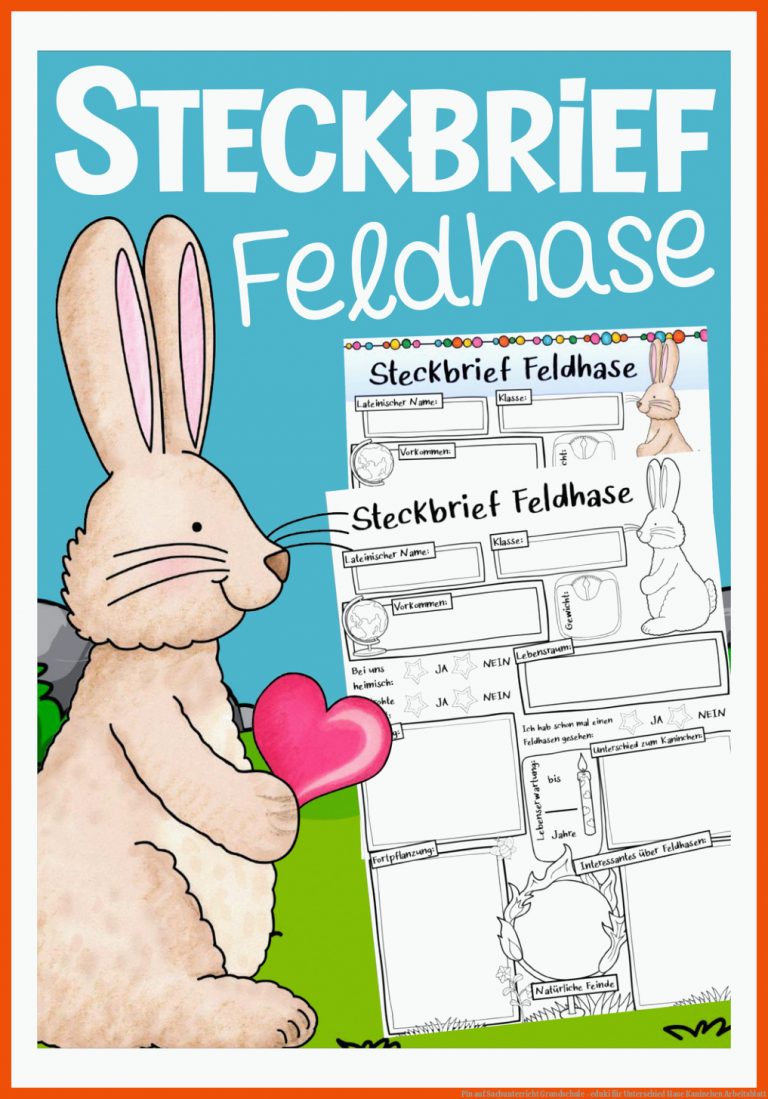 Pin auf Sachunterricht Grundschule - eduki für unterschied hase kaninchen arbeitsblatt
