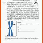 Pin Auf Schnellgemerkte Pins Fuer Aufbau Eines Chromosoms Arbeitsblatt Lösungen