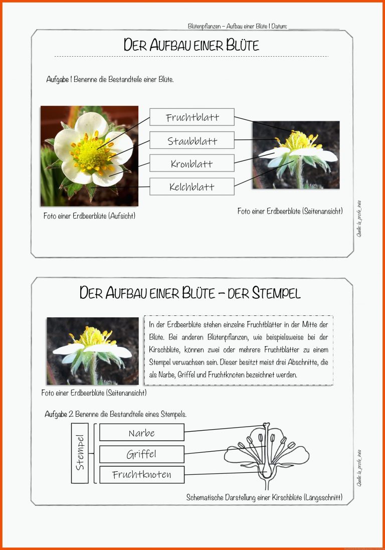 Pin Auf Schule Fuer Blütenpflanzen Klasse 5 Arbeitsblatt