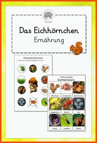 9 Arbeitsblatt Eichhörnchen Kindergarten