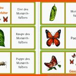 Pin Auf Tiere Fuer Von Der Raupe Zum Schmetterling Arbeitsblatt Kindergarten