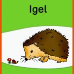 Pin Auf Unterrichtsmaterial FÃ¼r Die Grundschule Fuer Arbeitsblatt Igel