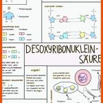 Pin Von Celine.i Auf Self Made Biologiestunden, Biologie Abitur ... Fuer Dna Aufbau Arbeitsblatt