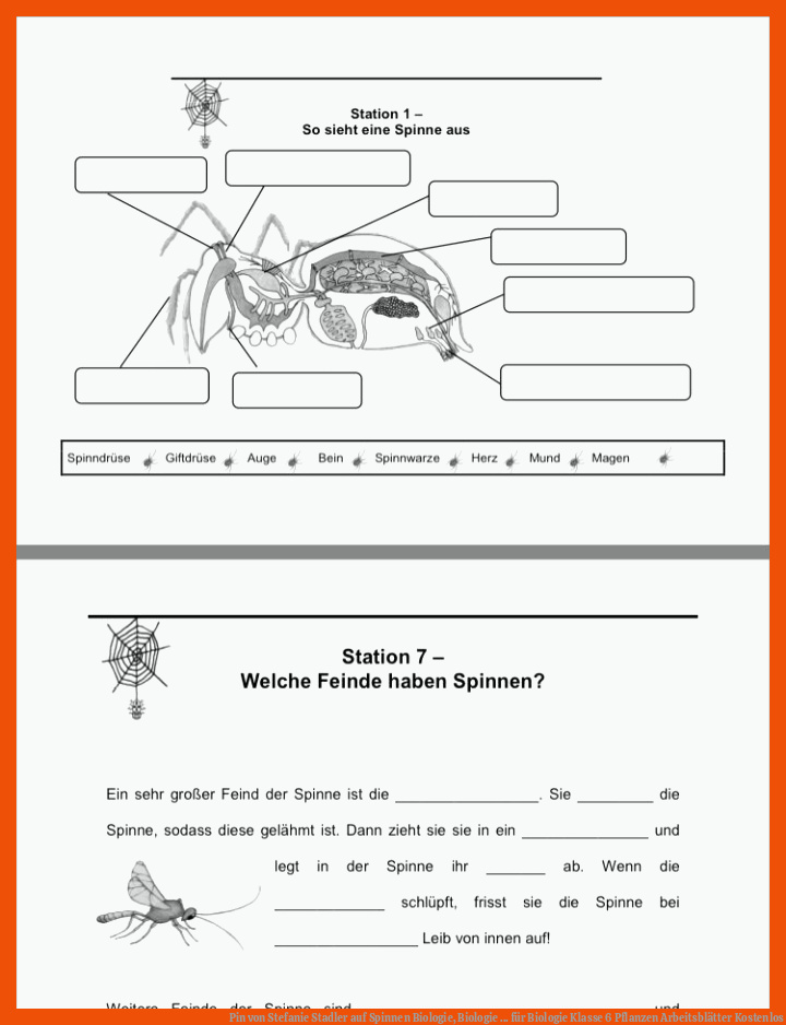 Pin von Stefanie Stadler auf Spinnen | Biologie, Biologie ... für biologie klasse 6 pflanzen arbeitsblätter kostenlos