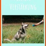 Positive VerstÃ¤rkung â Fragen Und Antworten - Dein Weg Mit Hund Fuer Körpersprache Hund Arbeitsblatt