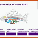 Ppt - BauplÃ¤ne Und Tier-gruppen Repetieren 100 Fragen Powerpoint ... Fuer Schwimmblase Fisch Arbeitsblatt