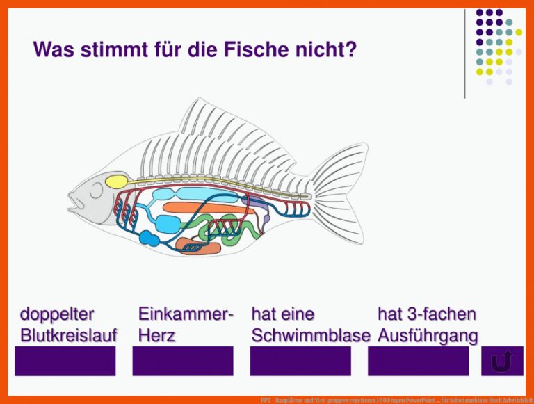 PPT - BauplÃ¤ne und Tier-gruppen repetieren 100 Fragen PowerPoint ... für schwimmblase fisch arbeitsblatt