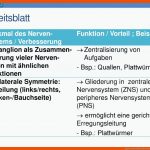 Ppt Herunterladen Fuer Nervensystem Arbeitsblatt Pdf