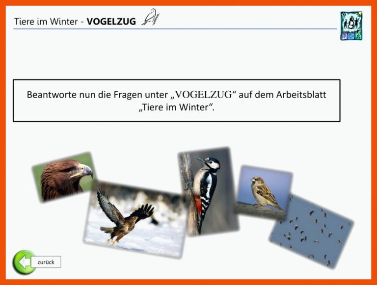 PPT - VOGELZUG PowerPoint Presentation, free download - ID:5055454 für arbeitsblatt vogelzug