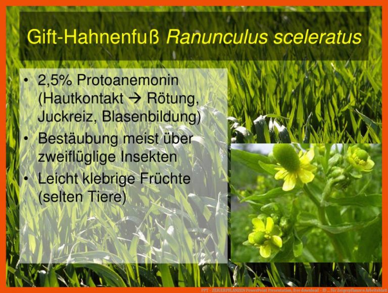PPT - ZEIGERPFLANZEN PowerPoint Presentation, free download - ID ... für zeigerpflanzen arbeitsblatt