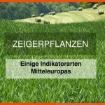 Ppt - Zeigerpflanzen Powerpoint Presentation, Free Download - Id ... Fuer Zeigerpflanzen Arbeitsblatt