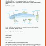 PrÃ¤paration Einer forelle â Unterrichtsmaterial Im Fach Biologie ... Fuer fortpflanzung Und Entwicklung Der forelle Arbeitsblatt