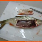 PrÃ¤paration Eines Fisches Fuer Fisch Aufbau Innere organe Arbeitsblatt