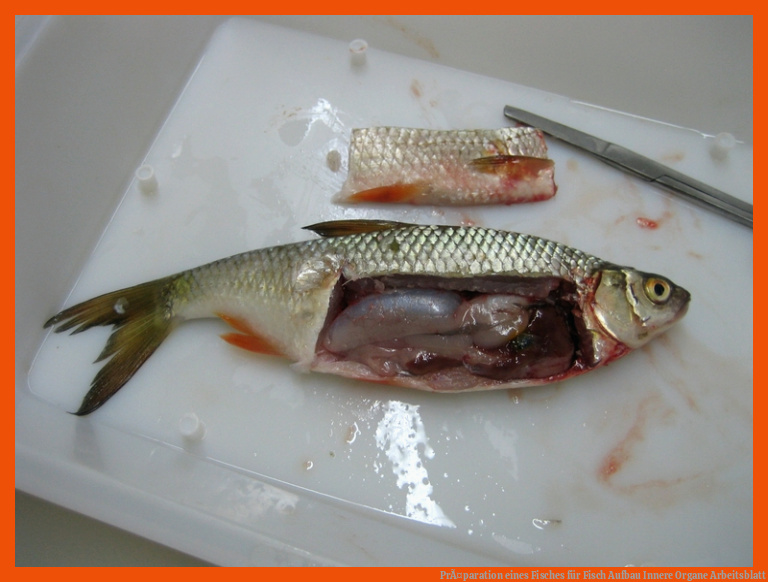 PrÃ¤paration eines Fisches für fisch aufbau innere organe arbeitsblatt