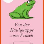 Prinzessin BlaublÃ¼te Lernt: Von Der Kaulquappe Zum Frosch ... Fuer Von Der Kaulquappe Zum Frosch Arbeitsblatt