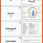 Procyte Eucyte Zellorganell Autotrophe organismen Fuer Procyte Und Eucyte Im Vergleich Arbeitsblatt