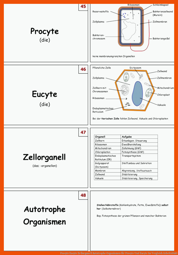 Procyte Eucyte Zellorganell Autotrophe Organismen für procyte und eucyte im vergleich arbeitsblatt