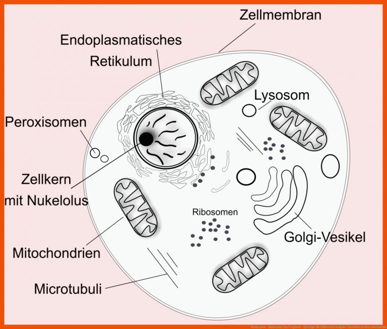 Prokaryont - Eukaryont: Ein Vergleich - Zytologie Fuer Differenzierung Bei Tierischen Zellen Arbeitsblatt