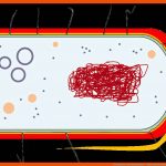 Prokaryoten Und Eukaryoten - Alles Was Du Wissen Musst! Fuer Procyte Und Eucyte Im Vergleich Arbeitsblatt