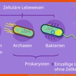 Prokaryoten Und Eukaryoten Im Vergleich â¢ Unterschiede Â· [mit Video] Fuer Procyte Und Eucyte Im Vergleich Arbeitsblatt